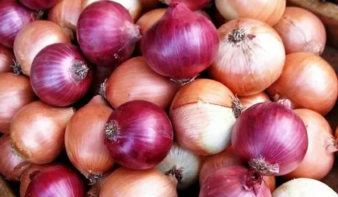 پیاز وحشی دشتی طبیعی و کم‌ پرورش برای طعم خالص و اصیل